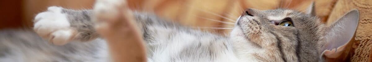 Huskatter iFokus