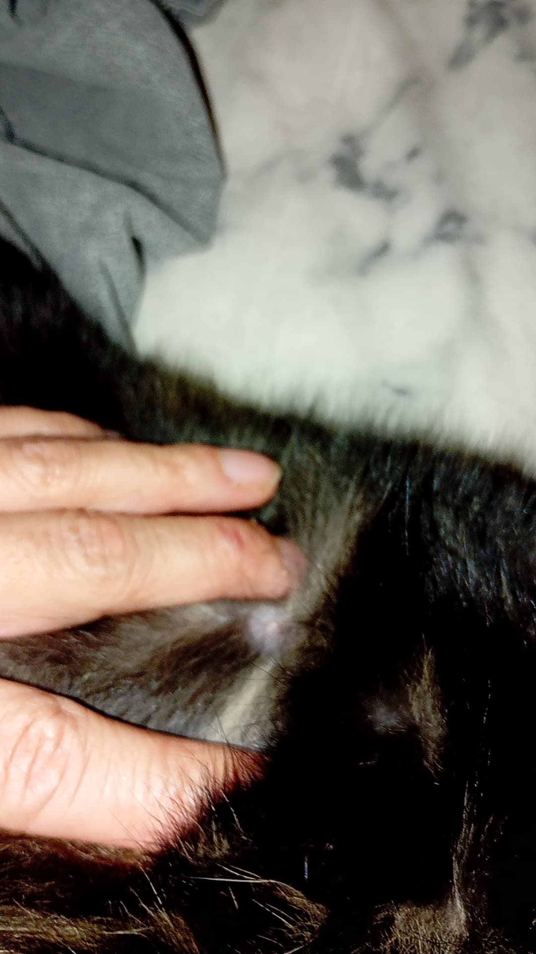 Dräktig katt