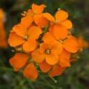 wallflower